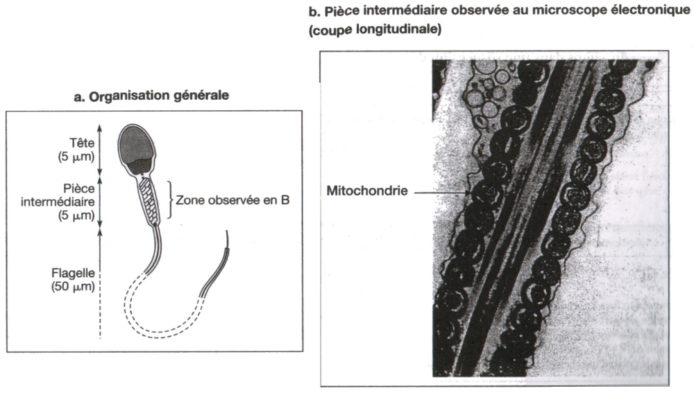 spermatozoide + piece intermediaire.jpg